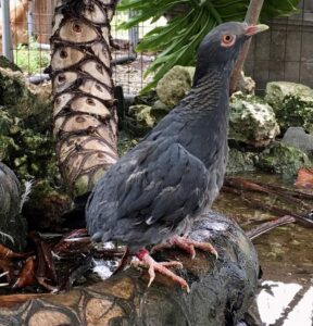 Migrating south for retirement: WVU research pigeon moved to Florida sanctuary